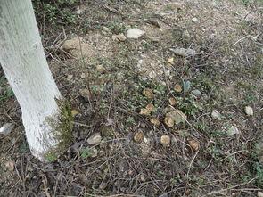 怎样防止老鼠吃瓜,老鼠防食策略全解析