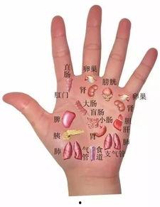 吃瓜手掌的画法,吃瓜手掌画法全解析