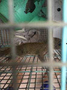 松鼠喜欢吃瓜,揭秘松鼠的瓜果情缘