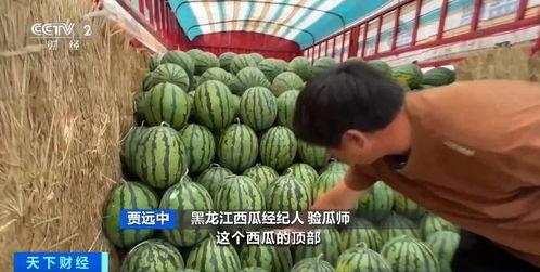 出售吃瓜违法吗,揭秘出售吃瓜的合法性与风险