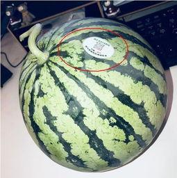 曹县网红吃瓜,揭秘网络红人的幕后生活