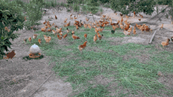 吃谷子瓜,探寻传统农作物的魅力与传承