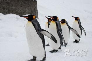 企鹅吃瓜爆料图片
