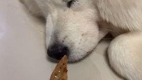 狗吃密瓜,揭秘狗吃密瓜的趣味瞬间