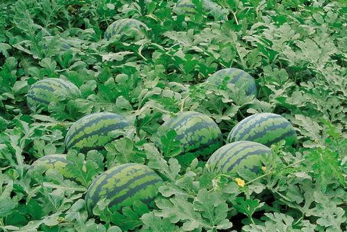 什么瓜花会吃,揭秘植物界的“美食家”