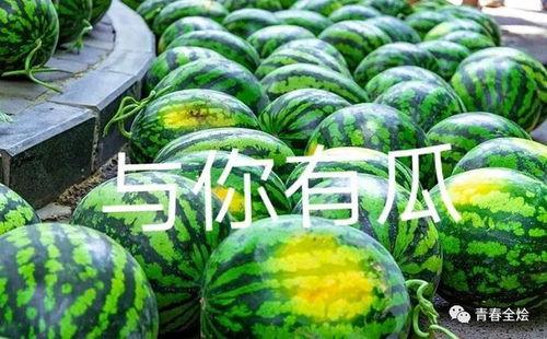 去陕西吃瓜,一场味蕾的陕西之旅