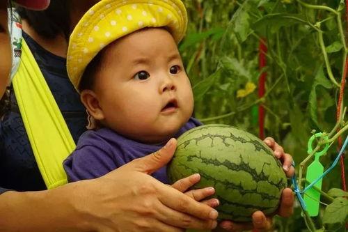 吃瓜群贴吧,网络舆论场中的“瓜田”风云