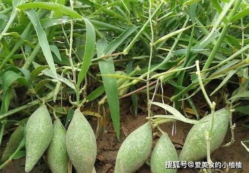 角瓜老了咋吃,探索角瓜的“第二春”