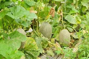 吃瓜最爱哈密瓜