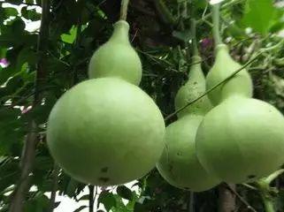 硬吃的瓜,揭秘那些让人欲罢不能的硬吃瓜瞬间