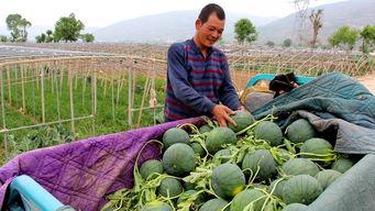 陶圩镇吃瓜,吃瓜群众的欢乐时光