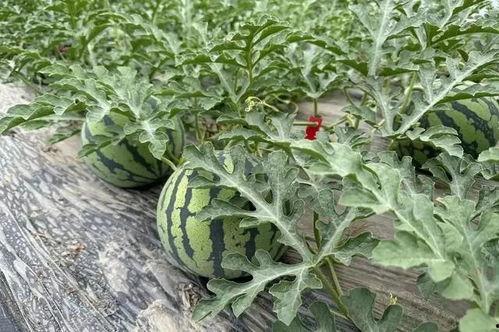 梦见瓜田里别人吃瓜,瓜田异闻录，见证他人瓜果盛宴