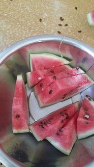 瓜吃不动了,瓜吃不动了，品味生活新篇章