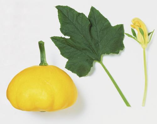 树瓜叶子可以吃,绿色食源的新发现