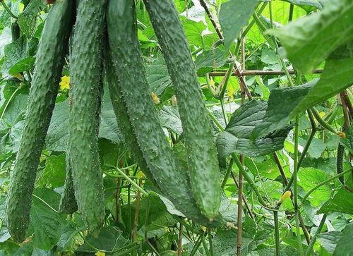 夏天祛病吃六瓜,六瓜助你祛病强身