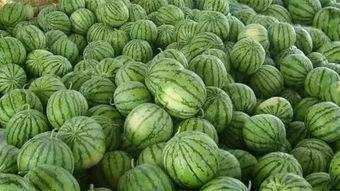 正在瓜地里吃瓜,夏日里的悠闲时光