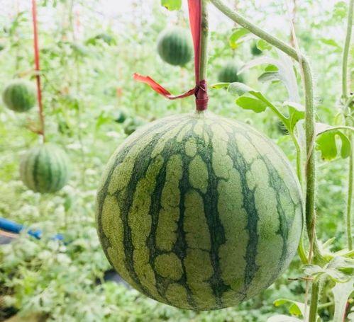 吃瓜趣事真实案例视频