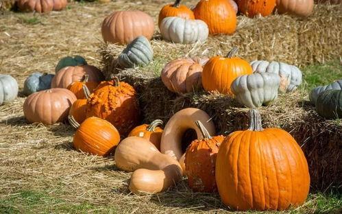 吃瓜群众玉盘,揭秘娱乐圈的“吃瓜”风云