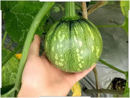 小颖在线吃瓜,揭秘娱乐圈幕后故事