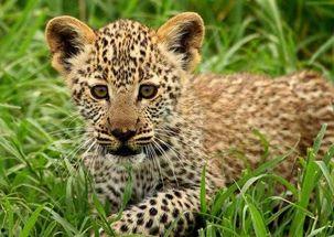 吃瓜小豹,吃瓜小豹带你揭秘娱乐圈那些事儿